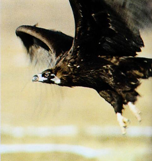 KoreanBird-Eurasian Black Vulture J02-in flight.jpg