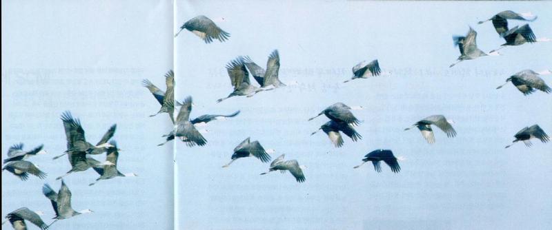 KoreanBird-Hooded Crane J01-flock in flight.jpg