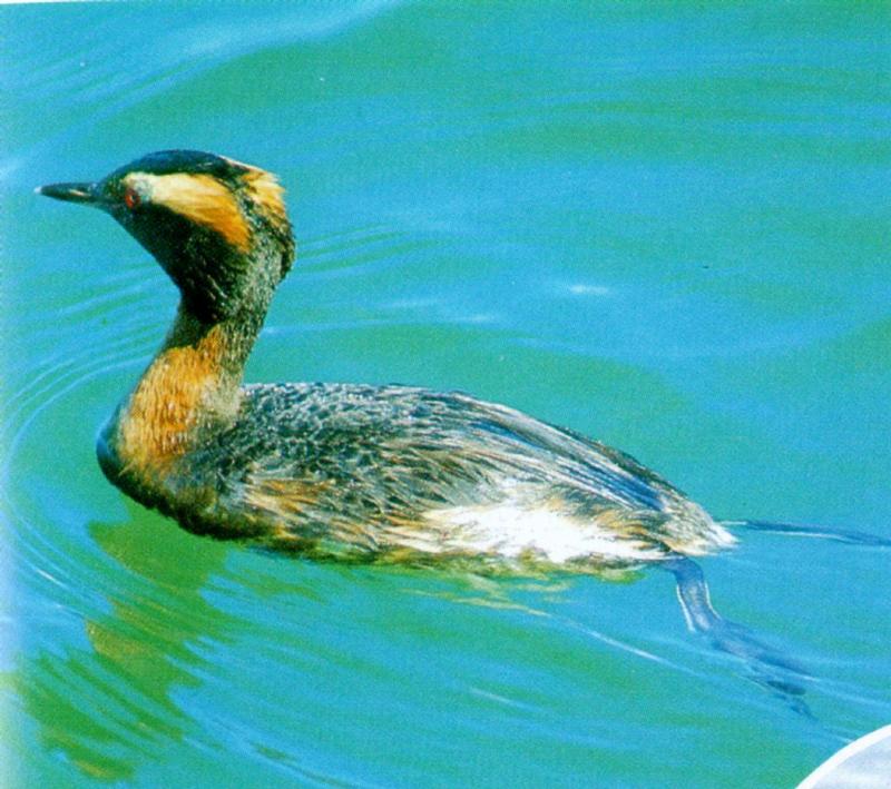 KoreanBird-Horned Grebe J01-floating on water-summer plumage.jpg