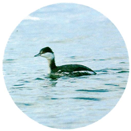 KoreanBird-Horned Grebe J02-floating on water-winter plumage.jpg