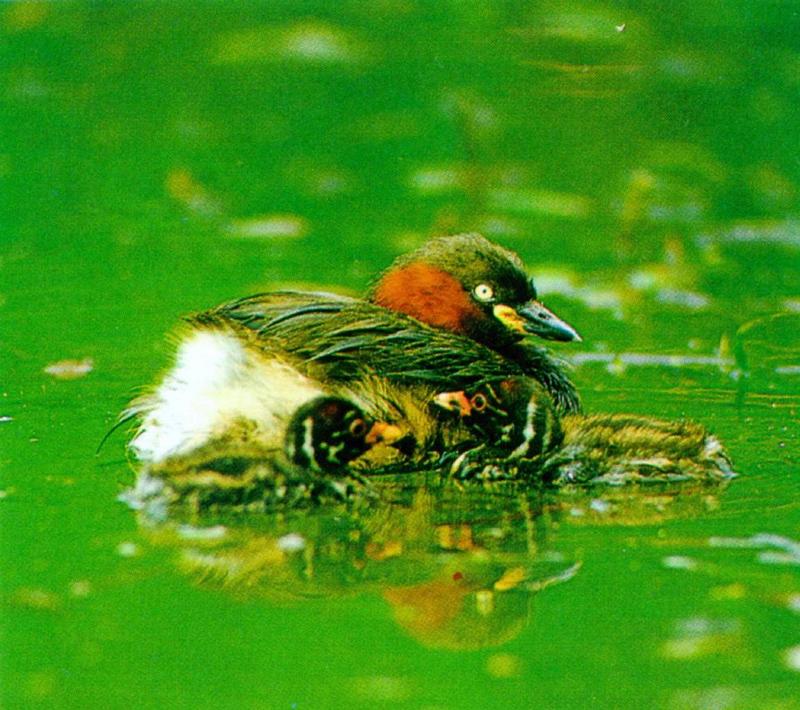 KoreanBird-Little Grebe J01-mom and chicks on water-summer plumage.jpg