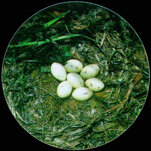 KoreanBird-Little Grebe J02-seven eggs in nest.jpg