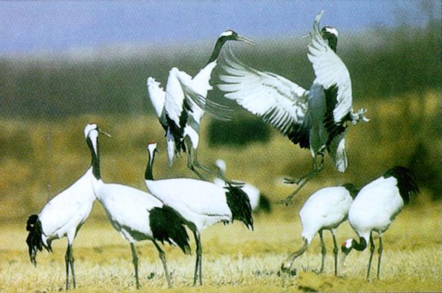 KoreanBird-Red-crowned Crane J01-flock in dancing and foraging.jpg