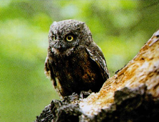 KoreanBird-Scops Owl J01-closeup on tree.jpg