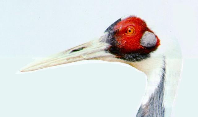 KoreanBird-White-naped Crane J01-face closeup.jpg