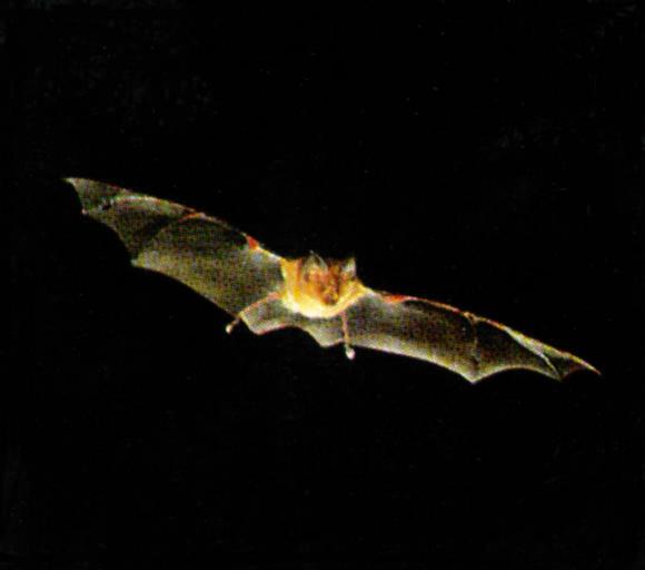 KoreanChiroptera-Greater Horseshoe Bat J01-in flight.jpg