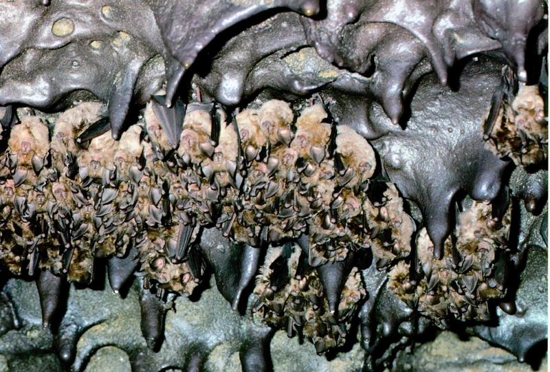 KoreanChiroptera-Greater Horseshoe Bat J03-maternity colony in cave.jpg