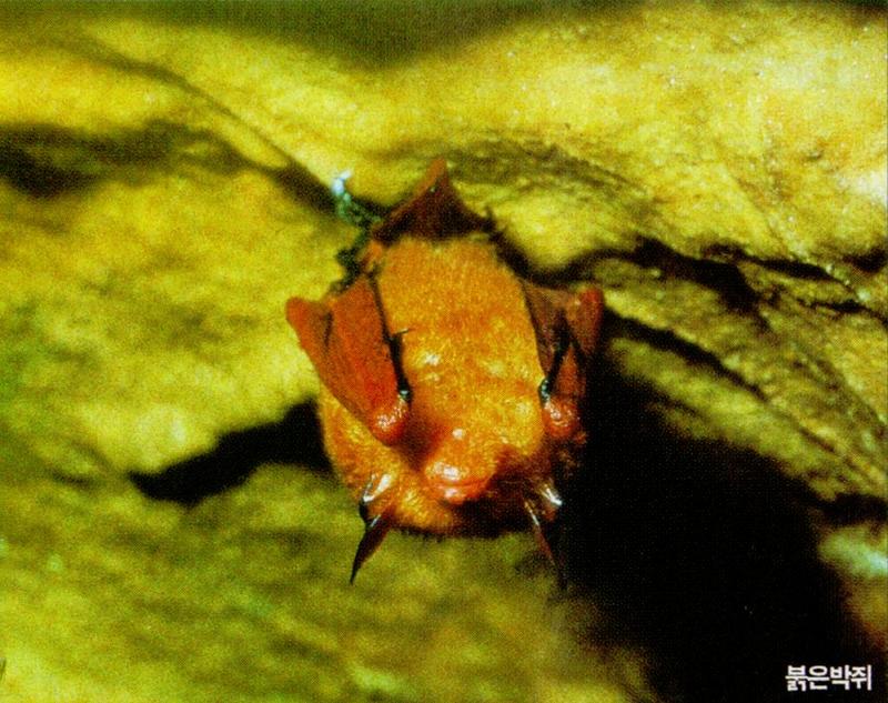 KoreanChiroptera-Korean Orange Whiskered Bat J01-cling to cave roof.jpg