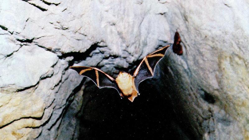 KoreanChiroptera-Korean Orange Whiskered Bat J02-in flight.jpg