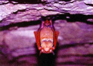KoreanChiroptera-Korean Orange Whiskered Bat J03-cling to cave roof.jpg