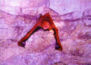 KoreanChiroptera-Korean Orange Whiskered Bat J04-cling to cave roof.jpg
