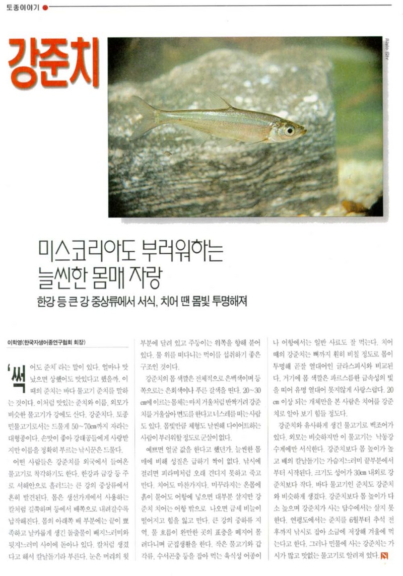 KoreanFish-Chinese Red-sided Culter J02-scanned article.jpg