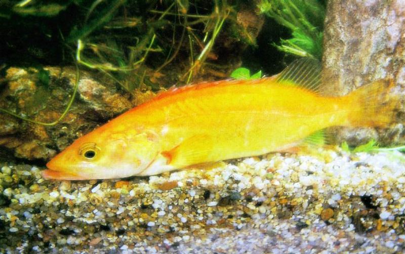 KoreanFish-Golden Freshwater Mandarin Fish J01-closeup.jpg