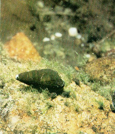 KoreanGastropoda-Korean Freshwater Snail J01.jpg