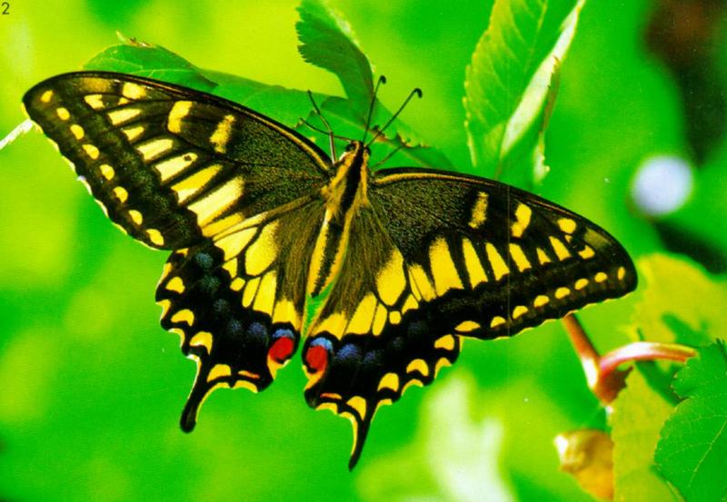 KoreanInsect-Common Swallowtail Butterfly J02-hanging leaves.jpg