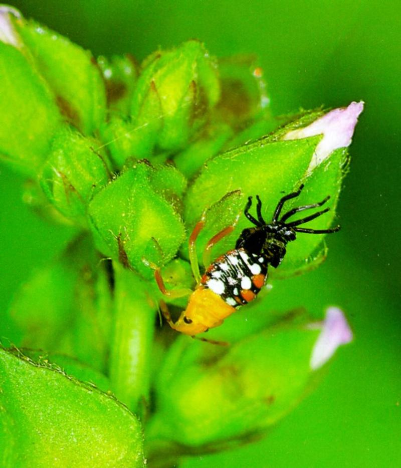 KoreanInsect-Far Eastern Green Stink Bug J01-2nd molting caterpillar.jpg