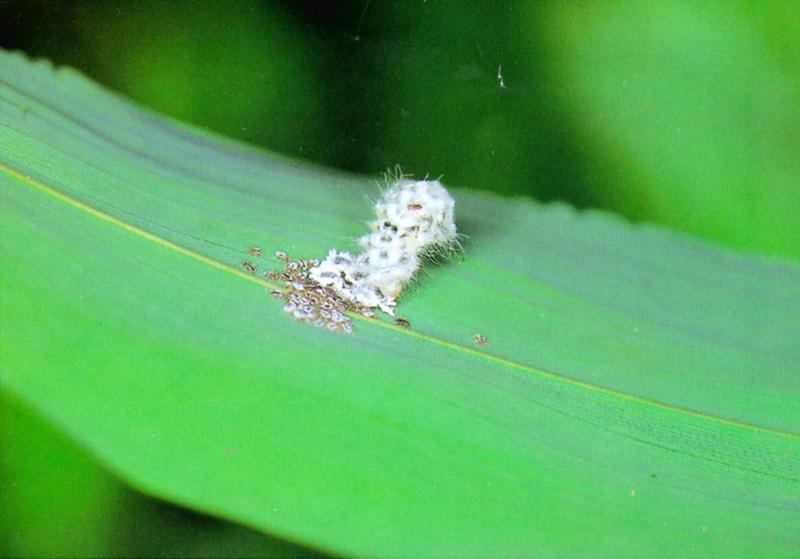 KoreanInsect-Forest Pierrot Butterfly J01-Caterpillar eating Japanese Flat Aphids.jpg