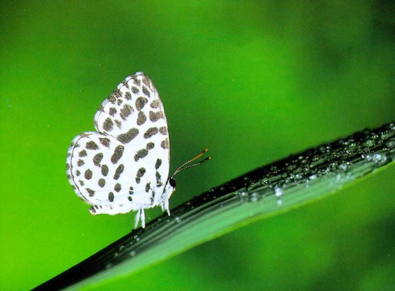 KoreanInsect-Forest Pierrot Butterfly J02-perching on leaf.jpg