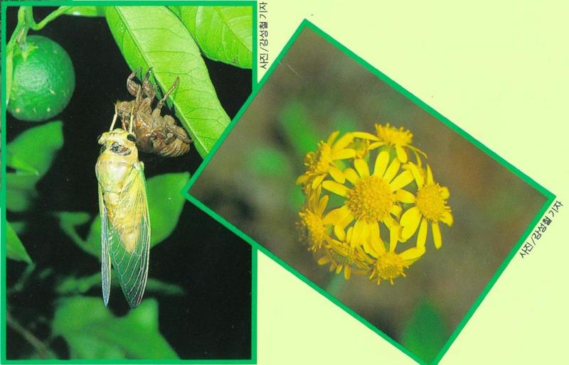 KoreanInsect-Korean Horse Cicada J01a-molting-with flower.jpg