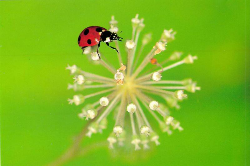 KoreanInsect H01-Seven-spotted Ladybug J01-Coccinella septempunctata-on flower.jpg