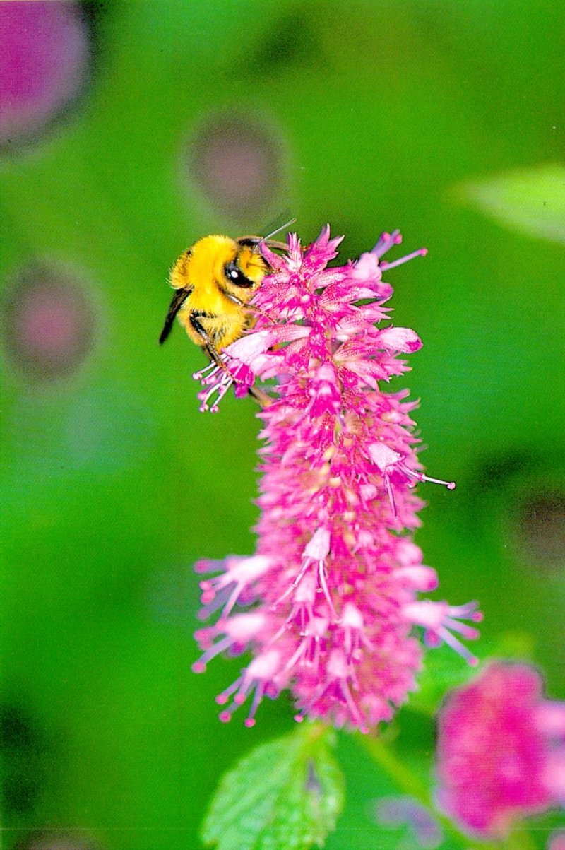 KoreanInsect H03-Korean Banded Bumblebee J01-Bombus speciosus-on flower.jpg