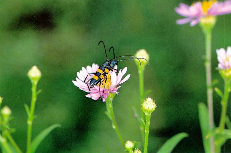 KoreanInsect H04-Yellow-banded Long-horned Beetles J01-Polyzonus fasciatus-mating.jpg