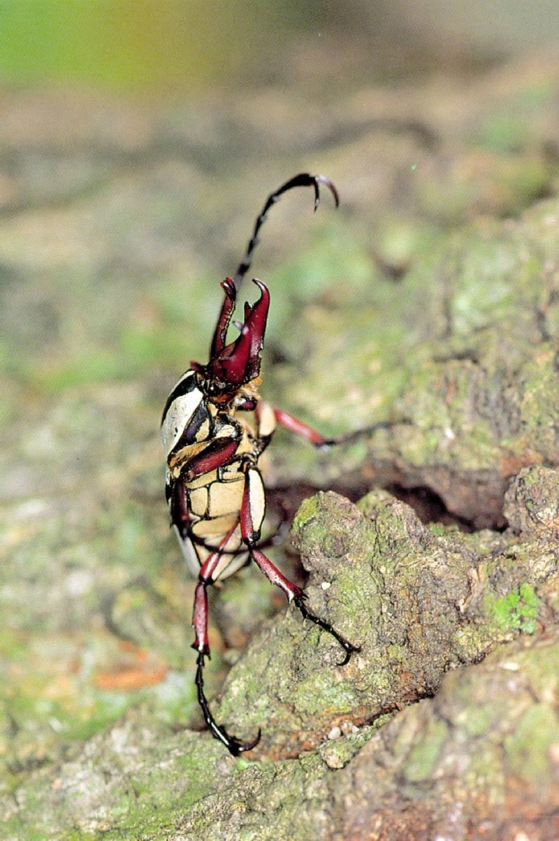KoreanInsect H07-Adams Stag-horned Beetle J01-Dicranocephalus adamsi.jpg