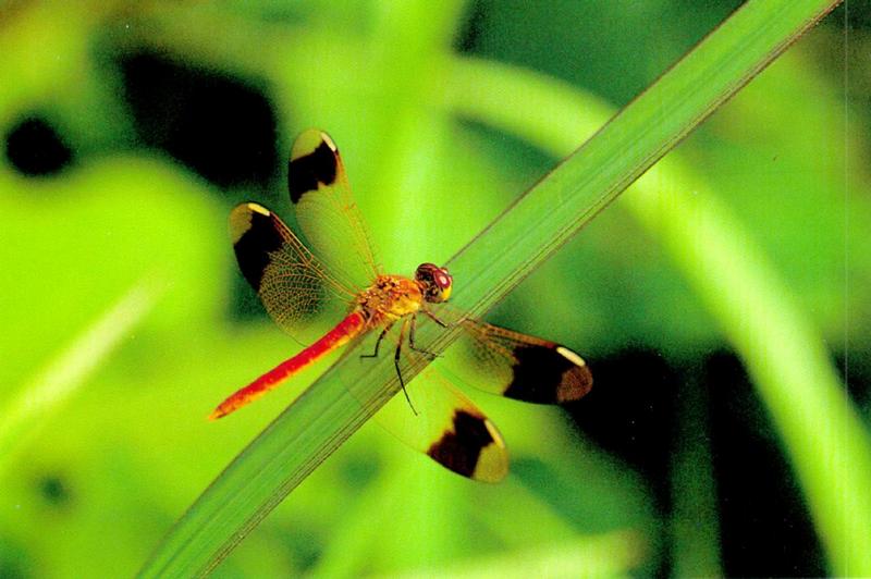 KoreanInsect H09-Far Eastern Band-winged Dragonfly J01-Sympetrum pedemontanum elatum.jpg