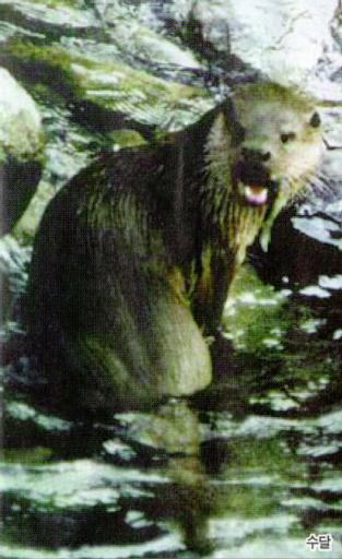 KoreanMammal-Eurasian River Otter J01-out of water.jpg