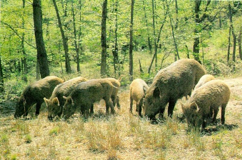 KoreanMammal-Wild Boars J01-feeding in forest.jpg