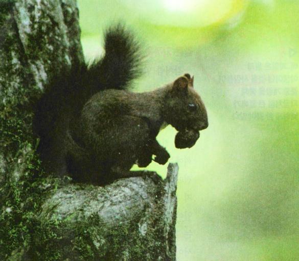 KoreanRodent-Tree Squirrel J02-eating nut on tree.jpg