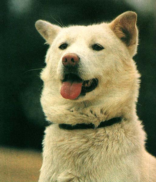 Korean Dog-Poongsan-White Dog-portrait.jpg