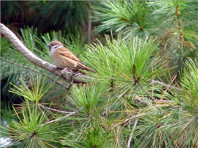 Korean Tree Sparrow JS001-by Jinsuk Kim.jpg