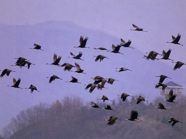 Korean pfauna06-HoodedCranes-Flock in flight.jpg