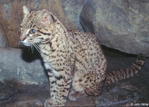 Leopard cat1-by John White.jpg