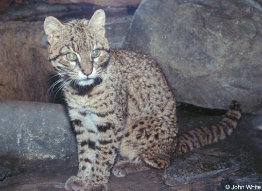 Leopard cat2-by John White.jpg