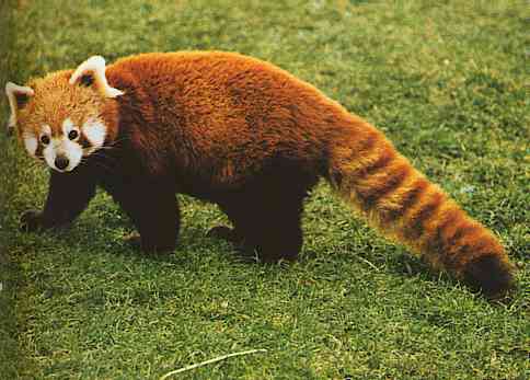 Little-Red Panda-TR-by Trudie Waltman.jpg