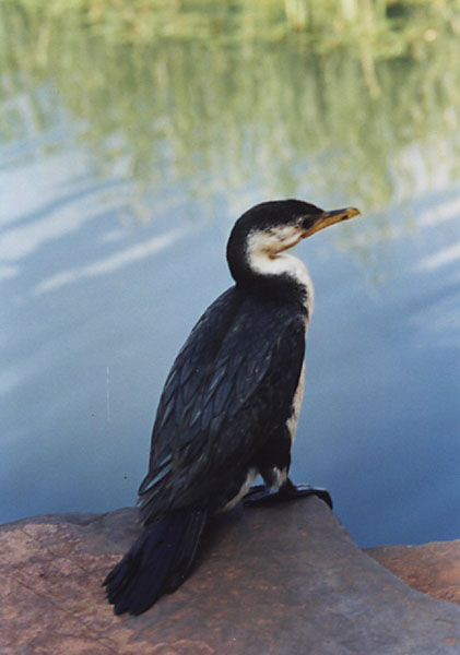 Little Pied Cormorant-by Camille Routhier.jpg