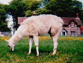 Llama in cottage garden-by Theresa.jpg