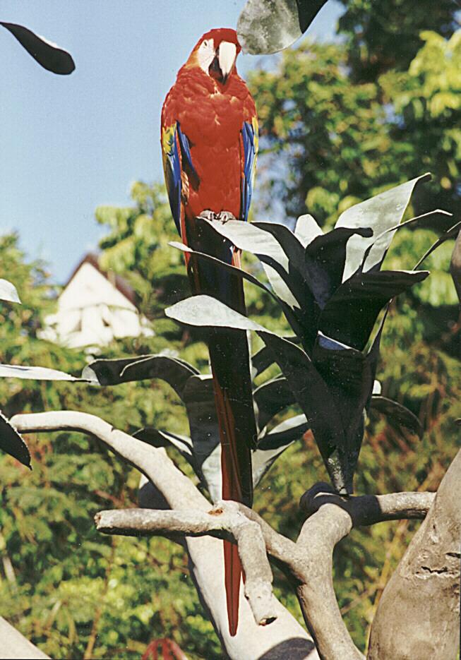 MACAW-Scarlet Macaw-at Sea World San Diego-by Ralf Schmode.jpg
