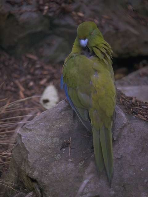 MKramer-Antipodes Green Parakeet-perching on rock.jpg