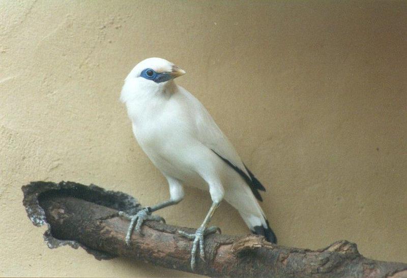 MKramer-Bali Starling1-White Mynah-from El Paso Birdpark La Palma.jpg