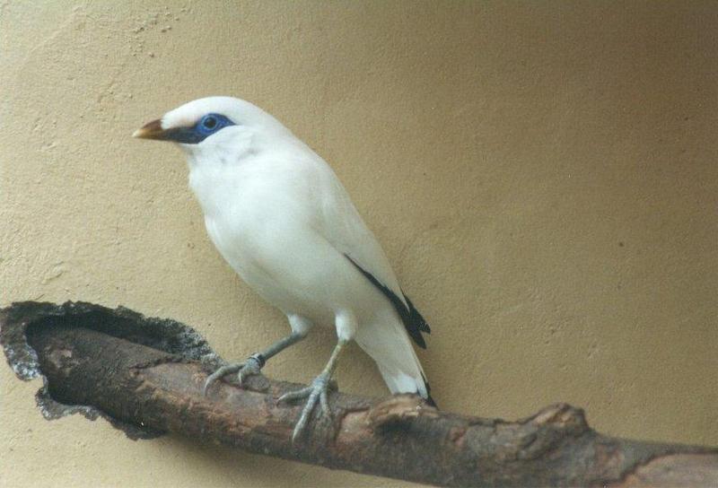MKramer-Bali Starling2-White Mynah-from El Paso Birdpark La Palma.jpg