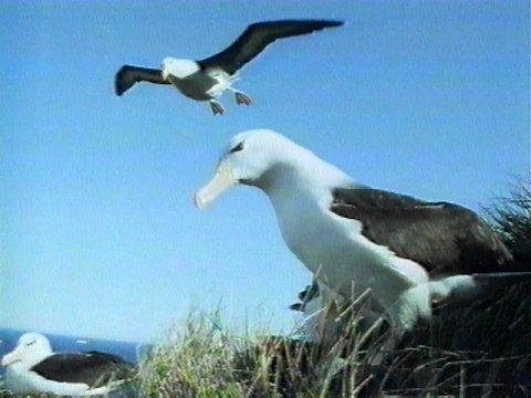 MKramer-Black-browed Albatross1-flock on hill.jpg