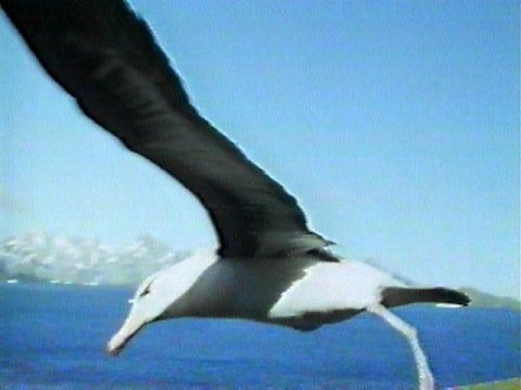 MKramer-Black-browed Albatross2-closeup in flight.jpg