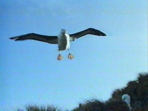 MKramer-Black-browed Albatross3-landing down.jpg