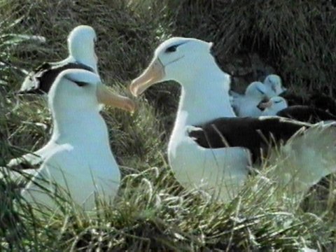 MKramer-Black-browed Albatross7-flock closeup.jpg