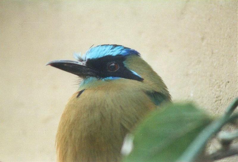 MKramer-Blue-crowned Motmot1-from El Paso Birdpark-La Palma.jpg