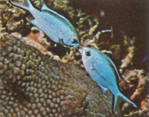 MKramer-Blue Chromis Reeffish-kissing pair.jpg