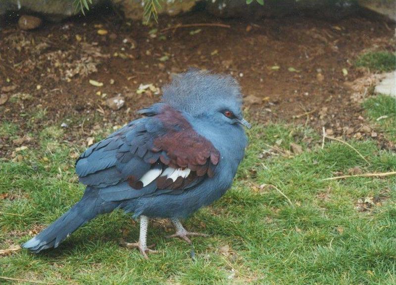 MKramer-Blue Crowned Pigeon1-from El Paso Birdpark La Palma.jpg